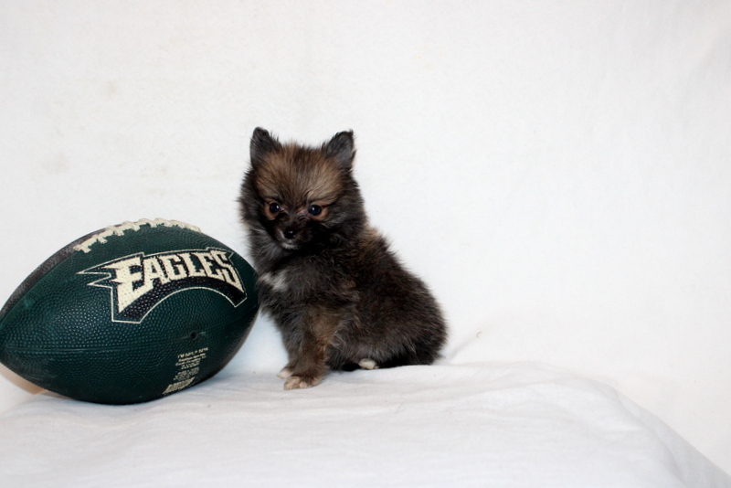 puppy, for, sale, Pomeranian, Matthew B. Stoltzfus, dog, breeder, Gap, PA, dog-breeder, puppy-for-sale, forsale, nearby, find, puppyfind, locator, puppylocator, aca